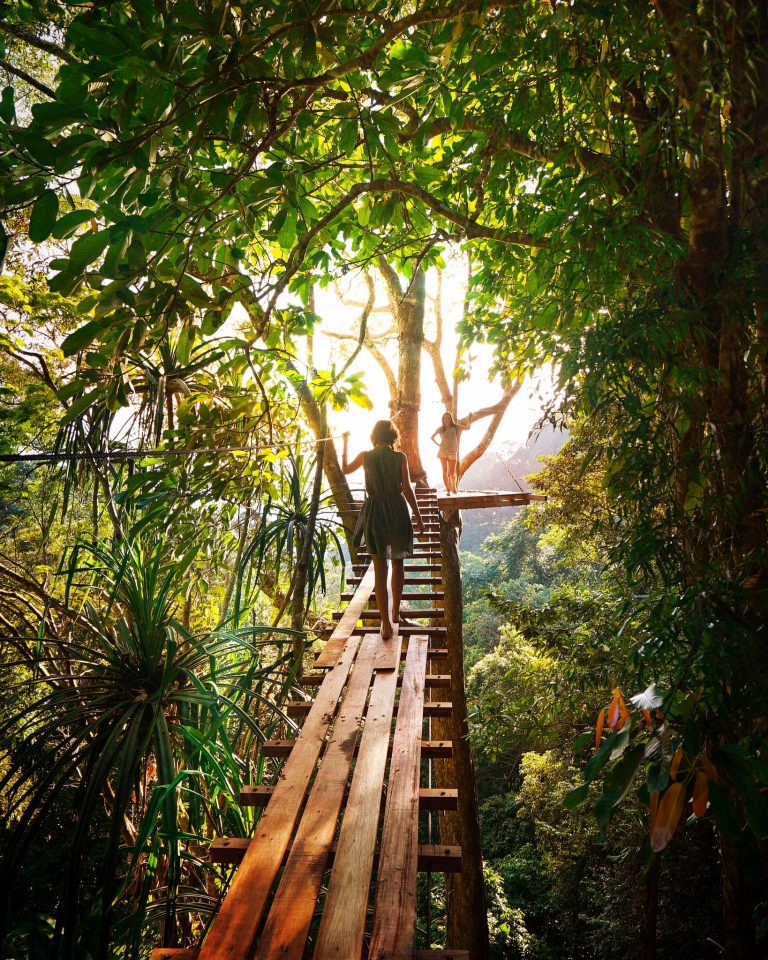 Explorez le chemin thérapeutique au cœur de la forêt pour trouver la sérénité et l'équilibre | Terre de Je